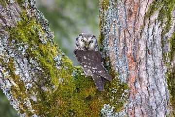 Tengmalm's Owl on a mossy tree by Teresa Bauer