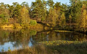 Automne sur la Veluwe sur Carla van Zomeren