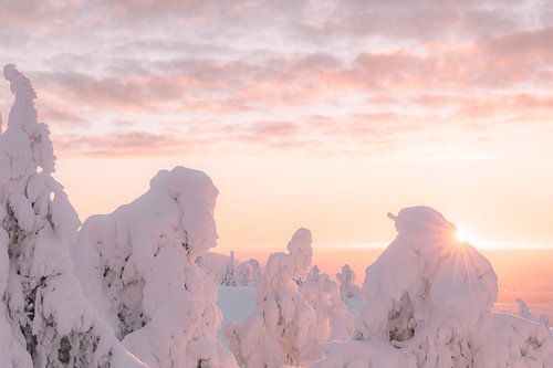 Marshmallow bomen zonsopgang | reisfotografie print | Ruka, Lapland