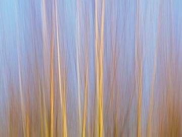 Impression abstraite d'une forêt de bouleaux