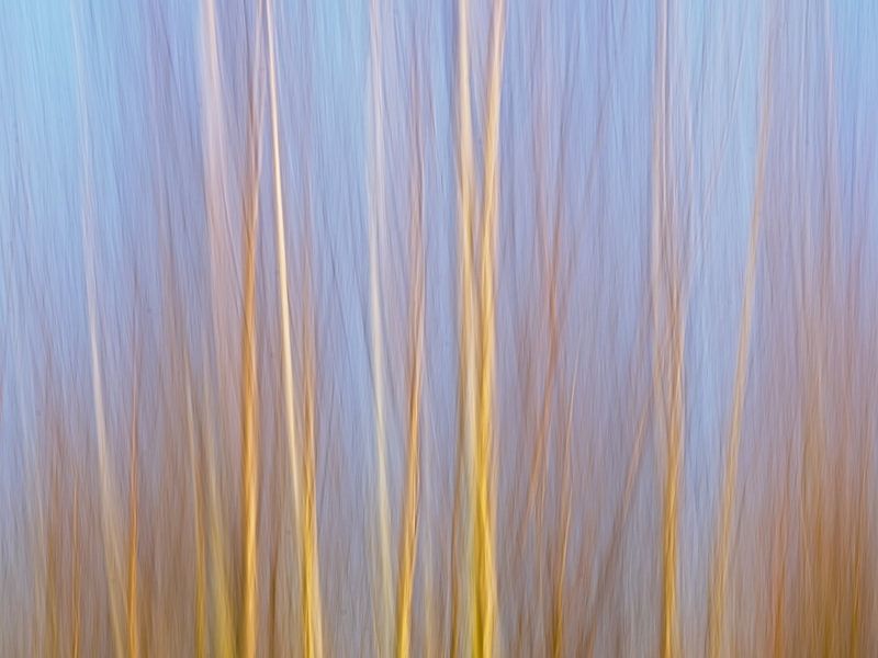 Impression abstraite d'une forêt de bouleaux par Kristof Lauwers