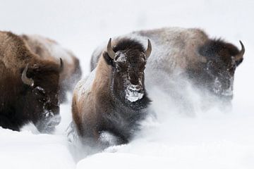 American Bisons *Bison bison* running through deep powder snow by wunderbare Erde