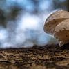 Mushroom family by Ingrid Aanen
