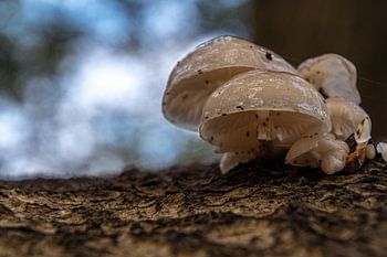 Paddenstoelenfamilie