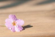 De hibiscusbloem bedekt met regendruppels van Margreet Piek thumbnail