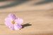 De hibiscusbloem bedekt met regendruppels van Piekfotografie
