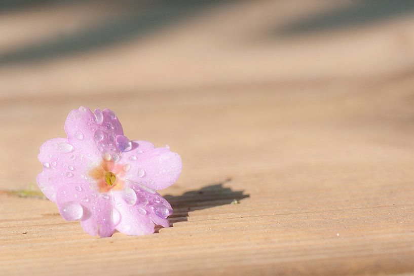 De hibiscusbloem bedekt met regendruppels van Margreet Piek