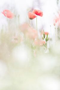 Restful Poppies van Bob Daalder