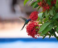 Hummingbird over a red flower