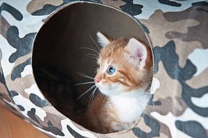 Portrait d'un chaton mignon