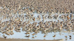 Kanus und farbenfrohe Strandläufer