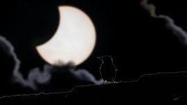 solar eclipse with starling on roof by Hans Hut