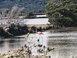 Flamingo by Fleur Kok