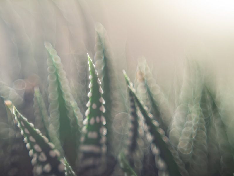 Aloe Flame Sea by Mr White Takes Pictures