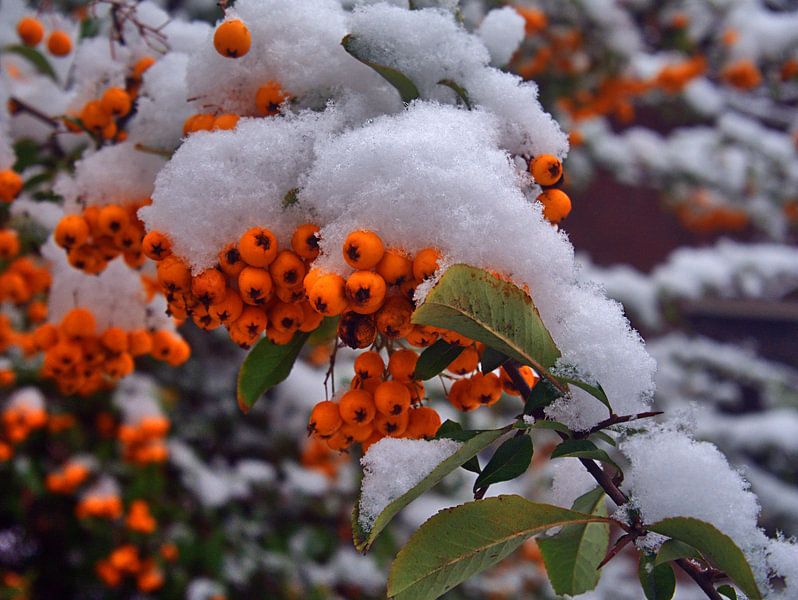 ingesneeuwd van Edgar Schermaul