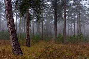 Foggy Forest