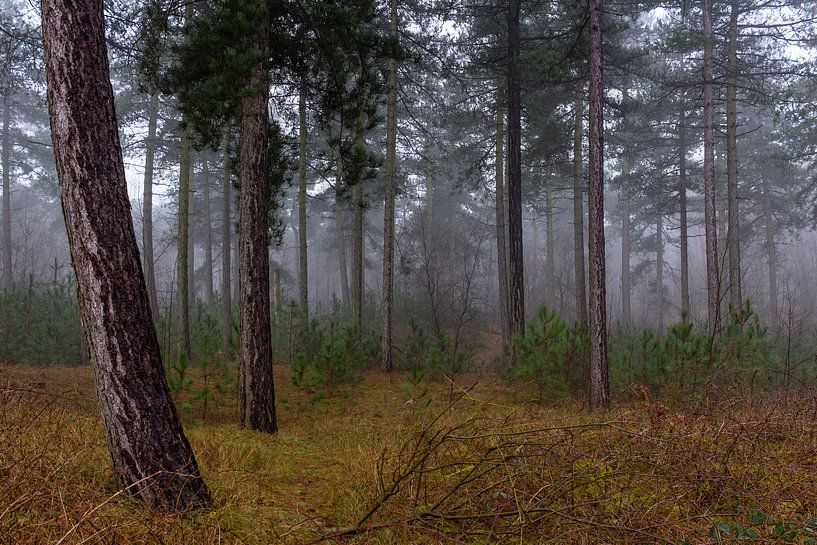 Foggy Forest van William Mevissen
