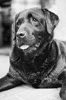 Labrador retriever