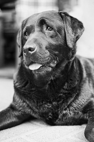 labrador retriever van Joel Layaa-Laulhé