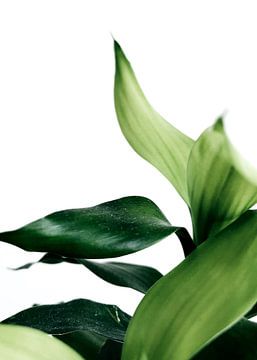 Greens