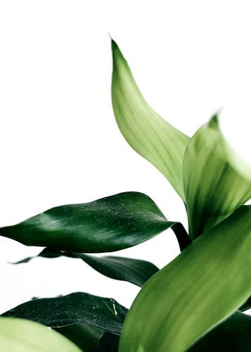 Groenen