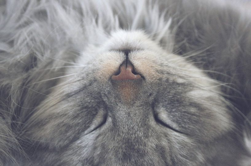 The master sleeps by Jessica van den Heuvel