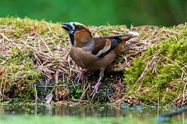 Appelvink van Merijn Loch