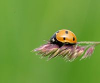 Lief Beestje...
