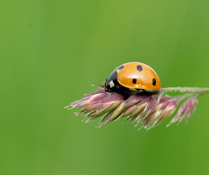 Lief Beestje... by Brigitte Alphenaar