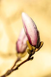 Le réveil du printemps : la floraison du magnolia sur Dieter Walther