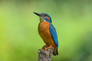 IJsvogel kijkt omhoog van Remco Van Daalen