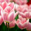 Pink-weiße Tulpen im Frühlingslicht von Ivonne Fuhren-van de Kerkhof