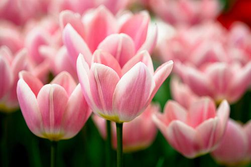 Roze-witte tulpen in lentelicht