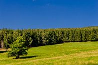 Prachtig landschap bij de Rennsteig/Thüringerwoud van Oliver Hlavaty thumbnail