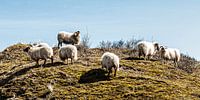 Weidende Schafe auf einem Dünenkamm von MICHEL WETTSTEIN Miniaturansicht