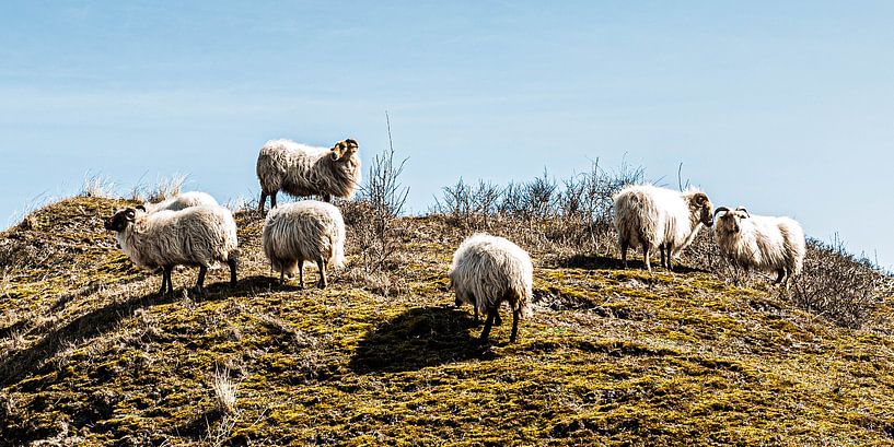 Weidende Schafe auf einem Dünenkamm von MICHEL WETTSTEIN