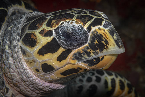 Hawksbill turtle @ Komodo, Indonesia