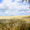 Wheat field by Frank's Awesome Travels