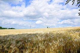 Wheat field by Frank's Awesome Travels