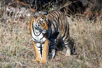 Tigre en Inde