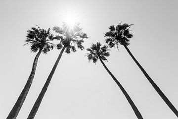 Palmbomen in de zon | Monochroom van Melanie Viola