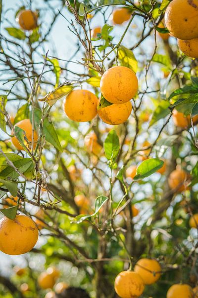 Oranges de l'Algarve, Portugal par Antoine Ramakers