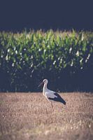 The single stork in the field