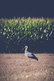 Der einzelne Storch auf dem Feld