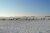 Winter in polder bij Hedikhuizen van Hans Janssen thumbnail