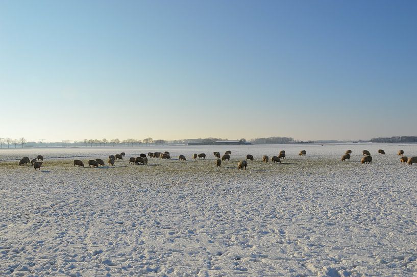 Winter in polder bij Hedikhuizen van Hans Janssen