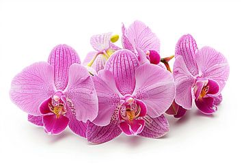 orchid on white background by Egon Zitter