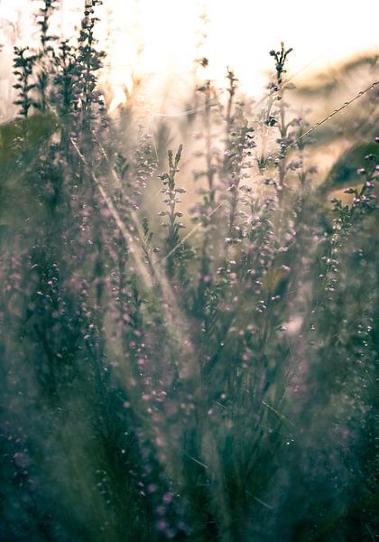 Wolfhezerheide part 125 by Tania Perneel