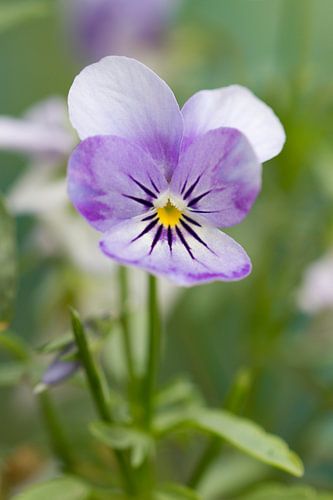 Lilac violet in green