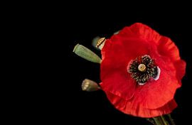 Quiet Bloom sur Cindy Coenen Fine Art